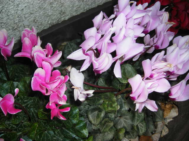 flowers-in-nobeoka-4.jpg