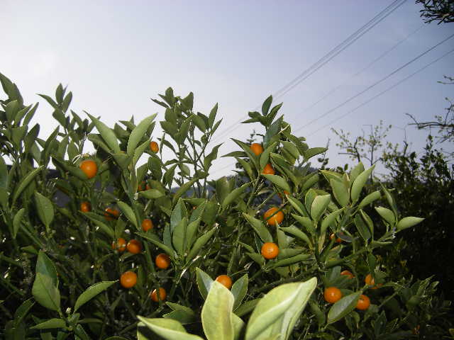 king-kong-oranges-in-nobeoka-2.jpg